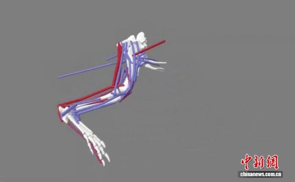 弘益配资 四足动物肢体姿势转变与体型演化如何关联？最新研究揭开未解之谜